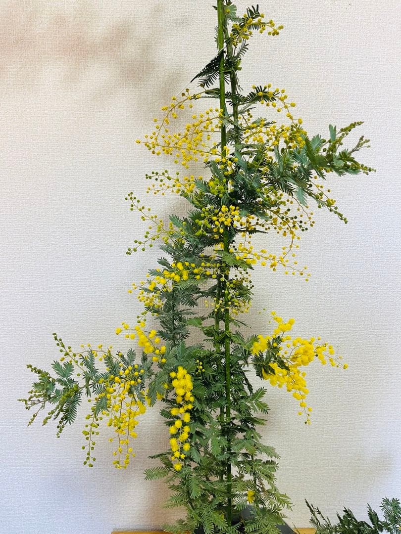 ✨【花芽付き】1m超えミモザ苗｜春すぐ開花✨希少サイズ✨　う