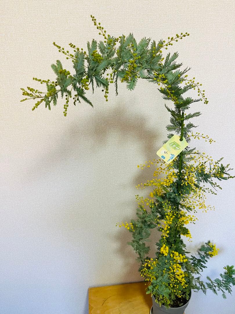 ✨【花芽付き】1m超えミモザ苗｜春すぐ開花✨希少サイズ✨　う
