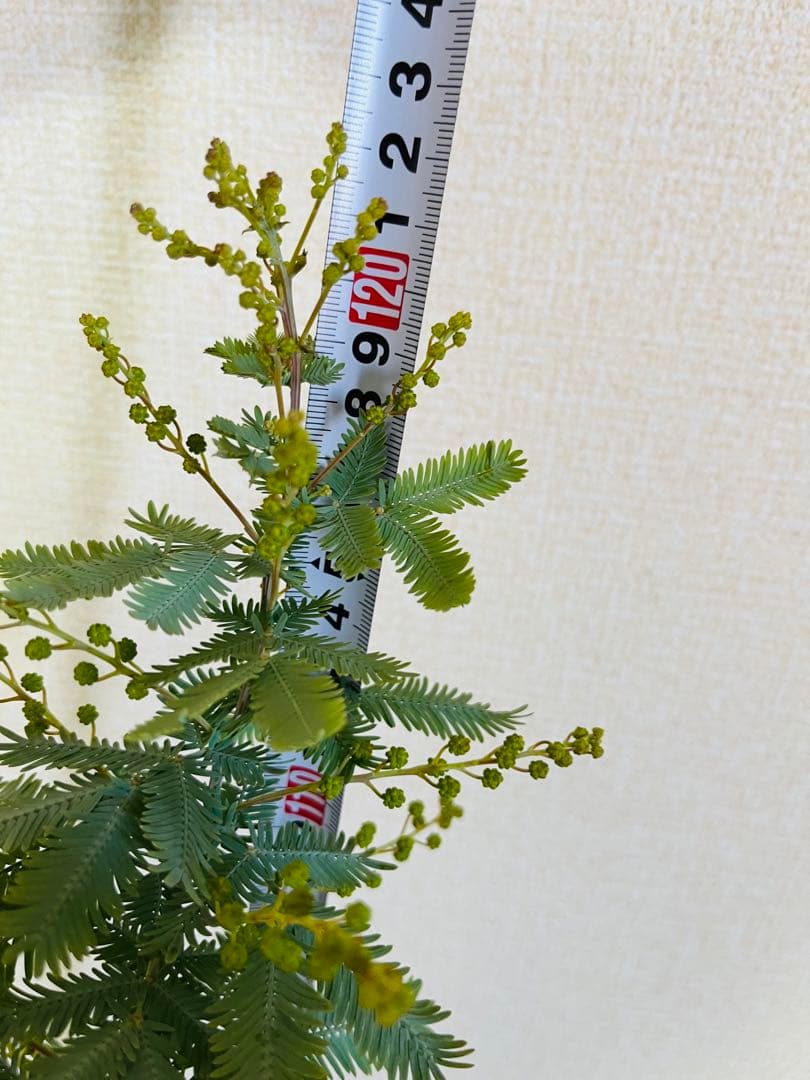 ✨【花芽付き】1m超えミモザ苗｜春すぐ開花✨希少サイズ✨　う