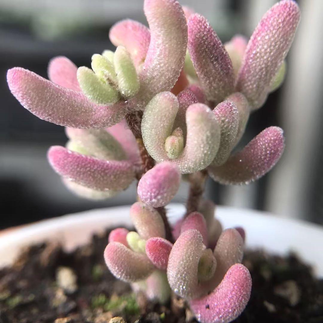 超レア　多肉植物ドロサンテマ 超キラキラ Purple flash 抜き苗１株