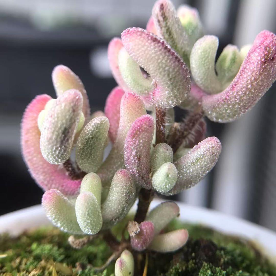 超レア　多肉植物ドロサンテマ 超キラキラ Purple flash 抜き苗１株