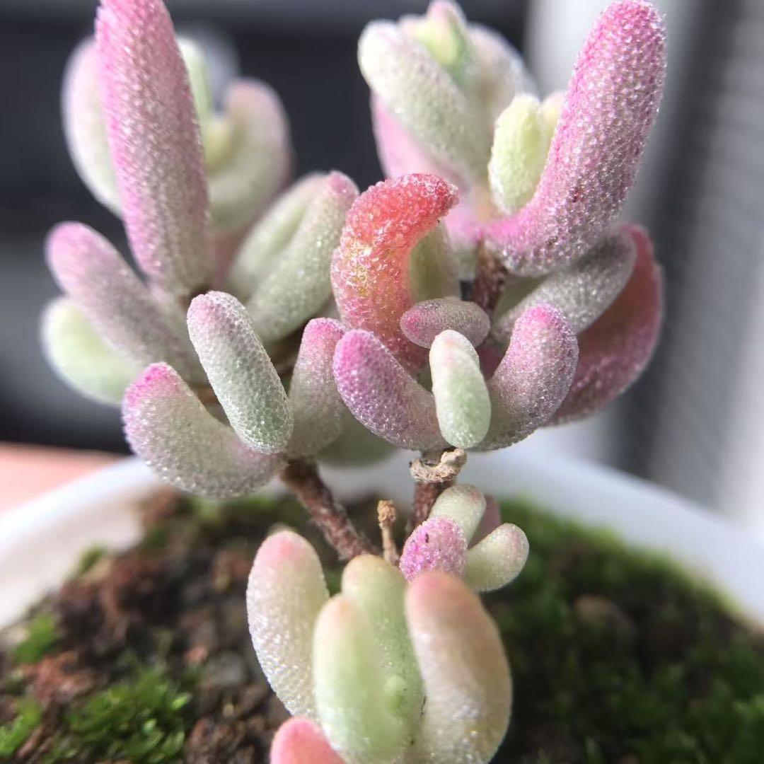 超レア　多肉植物ドロサンテマ 超キラキラ Purple flash 抜き苗１株