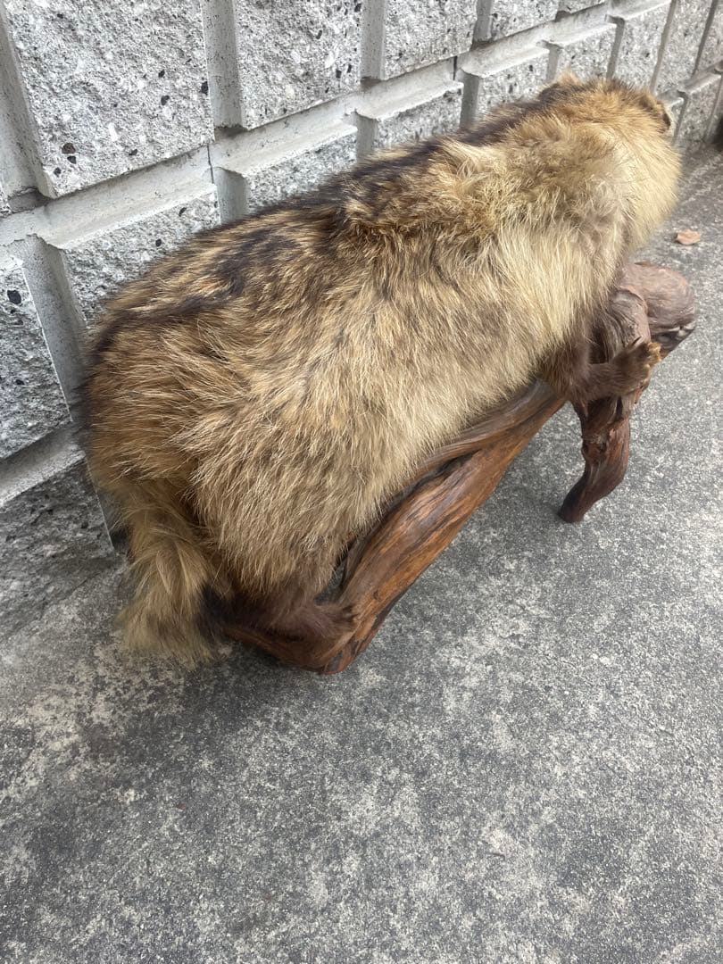 たぬき　剥製　置物