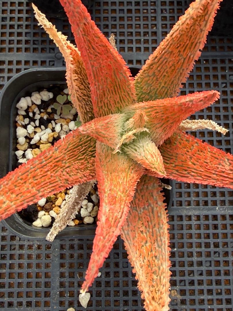 アロエ　ハイブリッド　Aloe hybrid 子株　第四種Jny−1