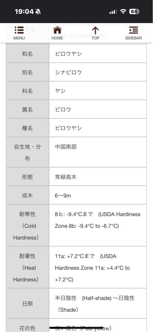 ヤシの木　ビロウ