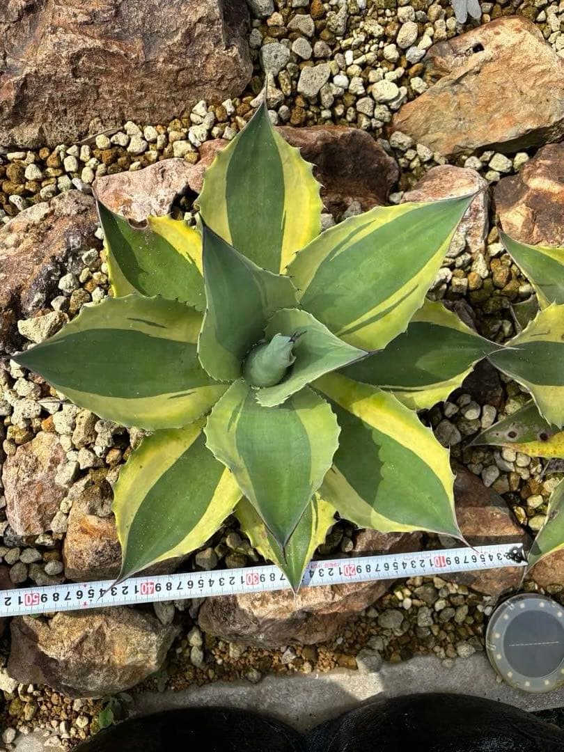 極上 オルカ大株 53cm オバティフォリア大株　ドライガーデン　良型　地植え