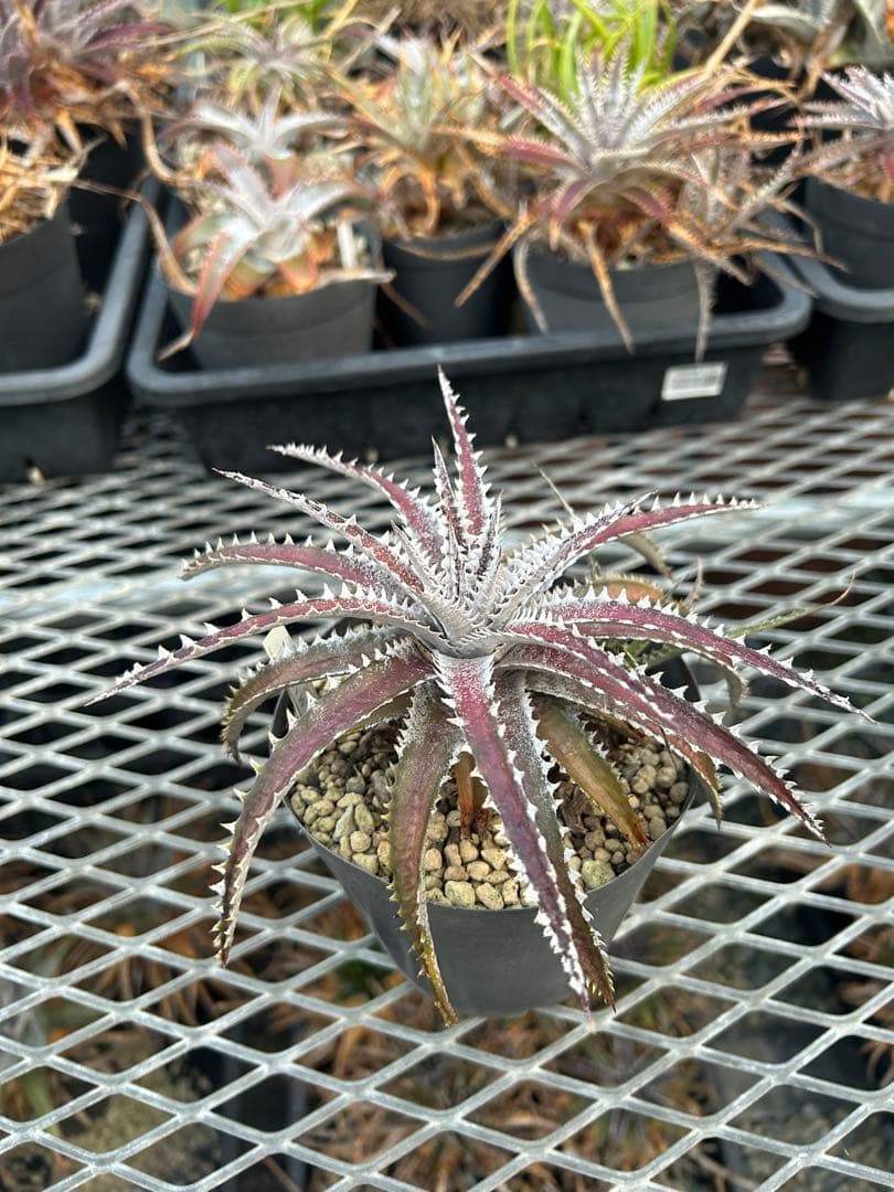 ディッキア Dyckia Code NW-40 Bill Baker 子株付き