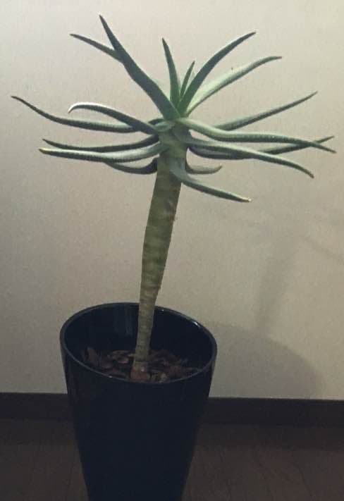 まさ