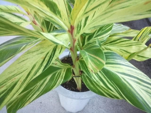 黄斑入り　フイリ　月桃　苗　キフゲットウ　金運　観葉植物　げっとう