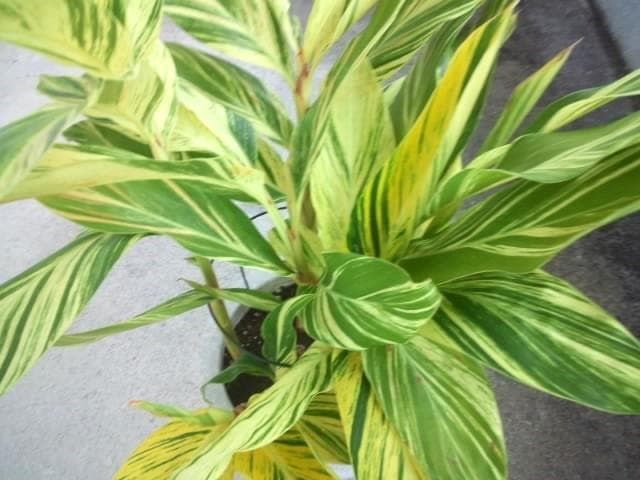 黄斑入り　フイリ　月桃　苗　キフゲットウ　金運　観葉植物　げっとう