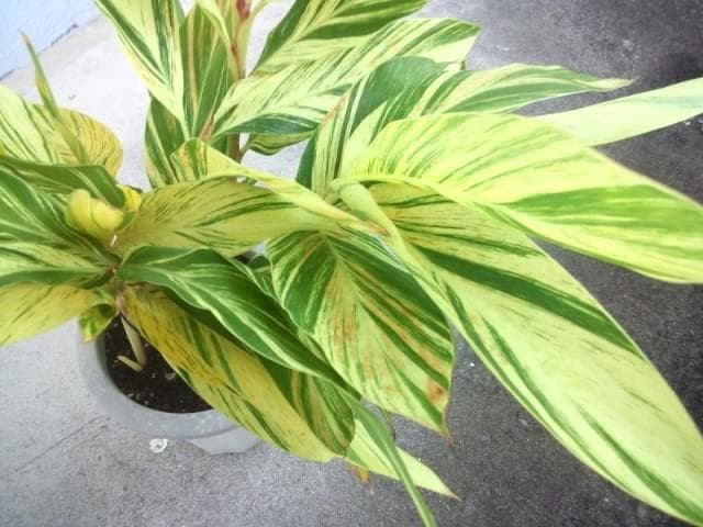 黄斑入り　フイリ　月桃　苗　キフゲットウ　金運　観葉植物　げっとう