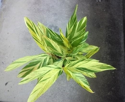 黄斑入り　フイリ　月桃　苗　キフゲットウ　金運　観葉植物　げっとう