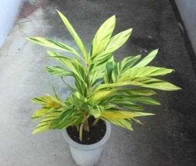 黄斑入り　フイリ　月桃　苗　キフゲットウ　金運　観葉植物　げっとう