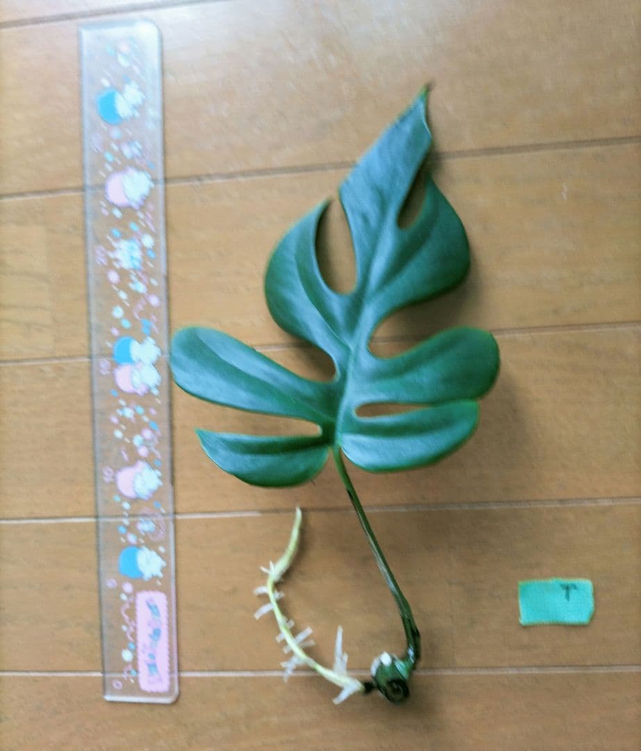 モンステラ　T　発根良好苗