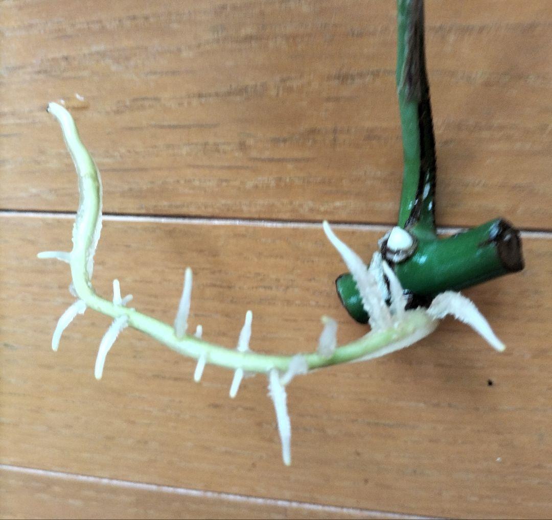 モンステラ　T　発根良好苗