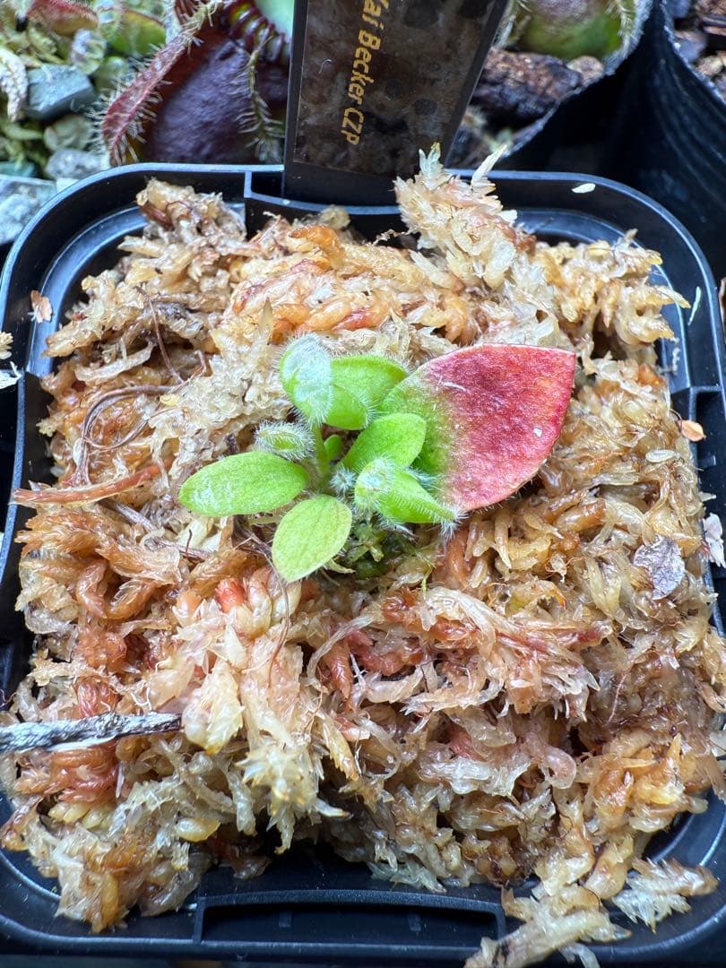 水*苔様 Cephalotus follicularis Big Mouth C