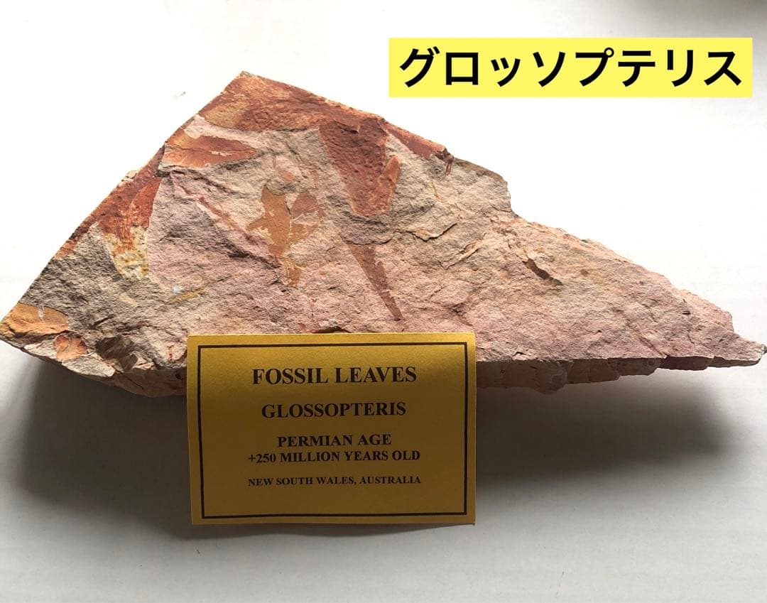 f287 グロッソステリス　葉っぱの化石