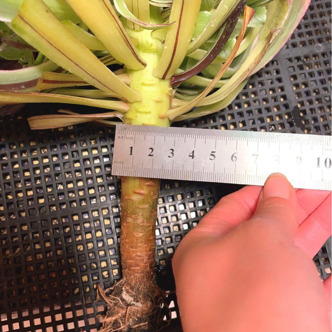 86#多肉植物アエオニウム錦❤️水墨畫变異白黒グリッド錦❤️1頭4子芽29cm拨き苗