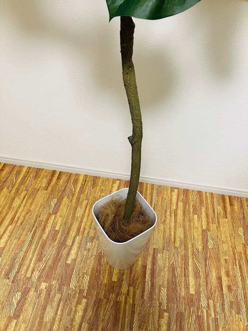 ウンベラータ フェイクグリーン 150cm