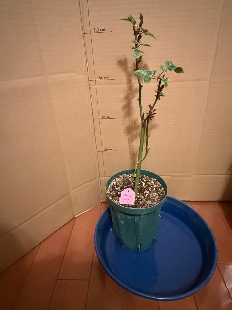 レア薔薇　切り花品　All4 pu….