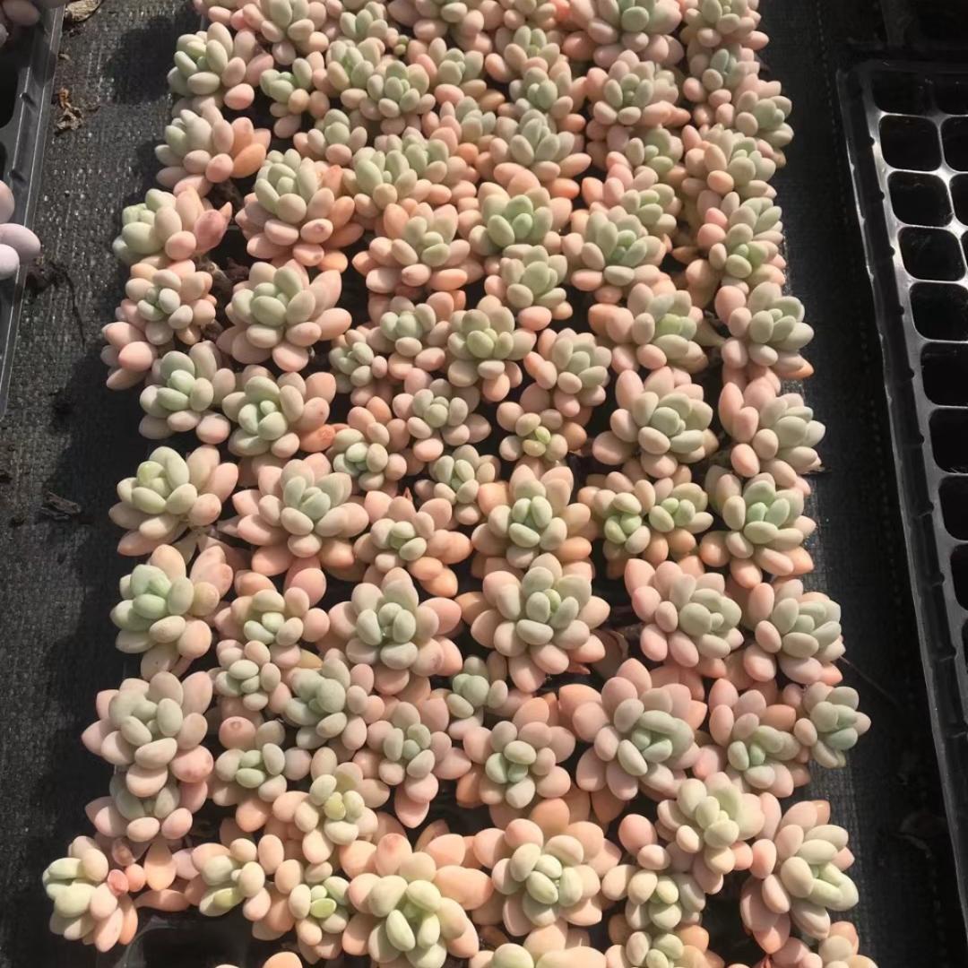 Top【選抜株】多肉植物　22095マケベニア錦 12個　鉢無し/脱土