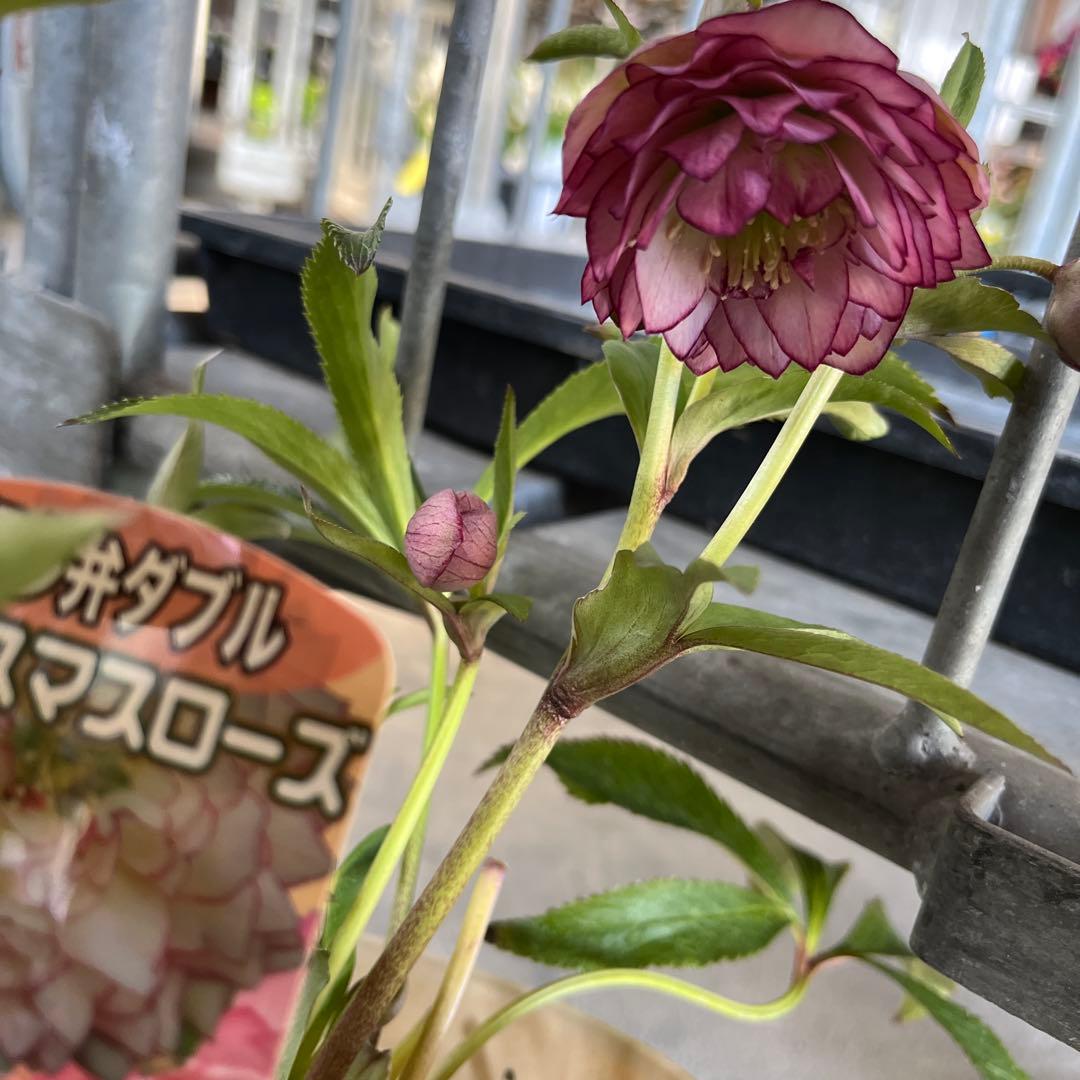 ルブの森★