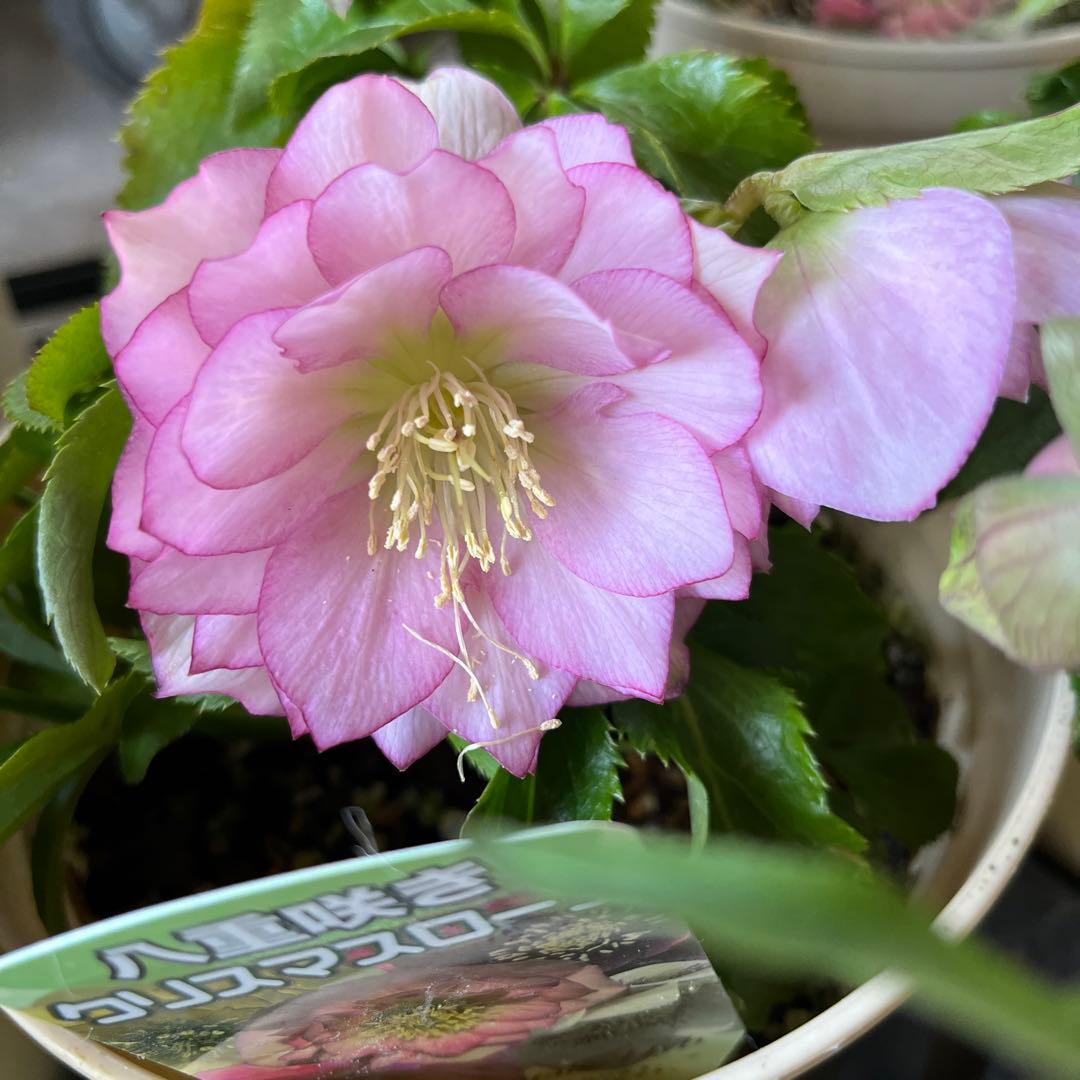 ルブの森★
