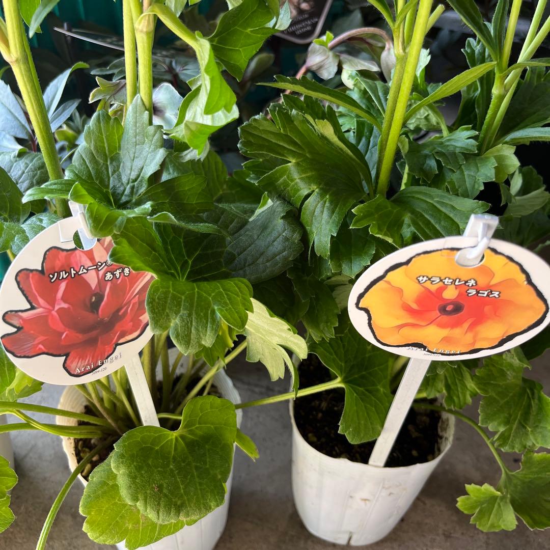 ルブの森★