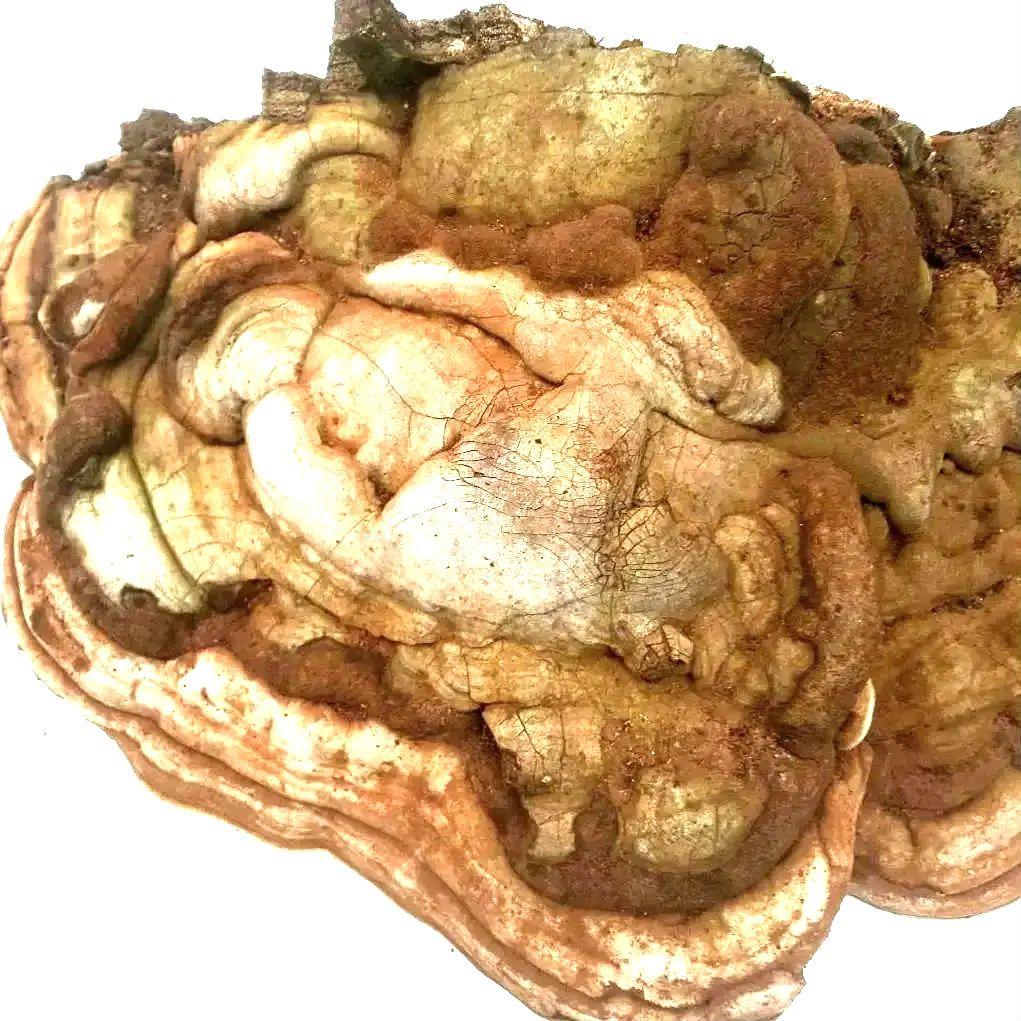 ○大きなサルノコシカケ 約36× 40 ×17㎝