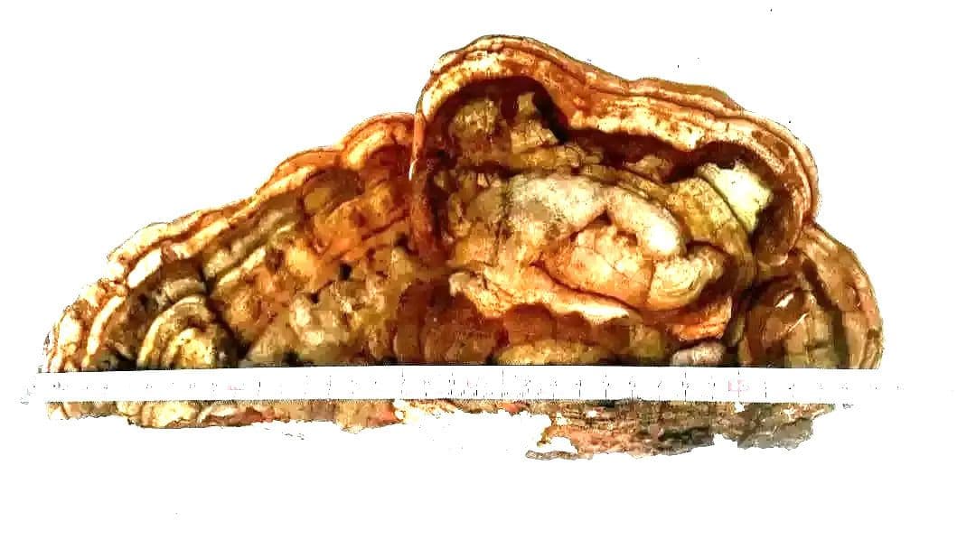 ○大きなサルノコシカケ 約36× 40 ×17㎝