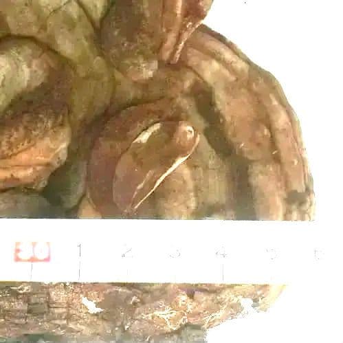 ○大きなサルノコシカケ 約36× 40 ×17㎝