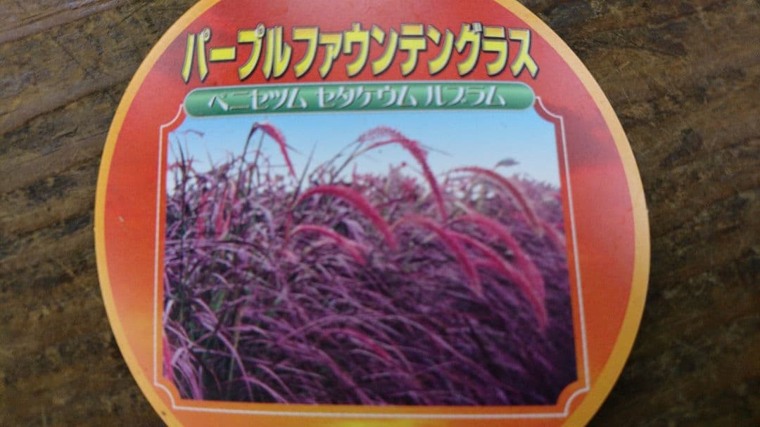 特大ペニセツム  セタケウム ☆パープルファウンテン☆入荷しました♪