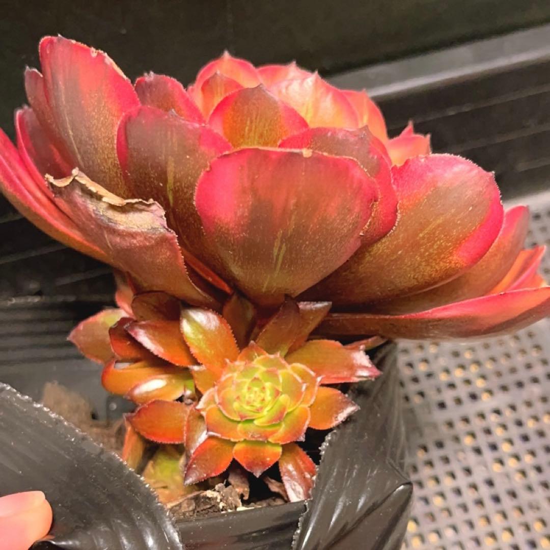83#多肉植物アエオニウム錦❤️ 花火❤️1大頭3小頭16cm拔き苗
