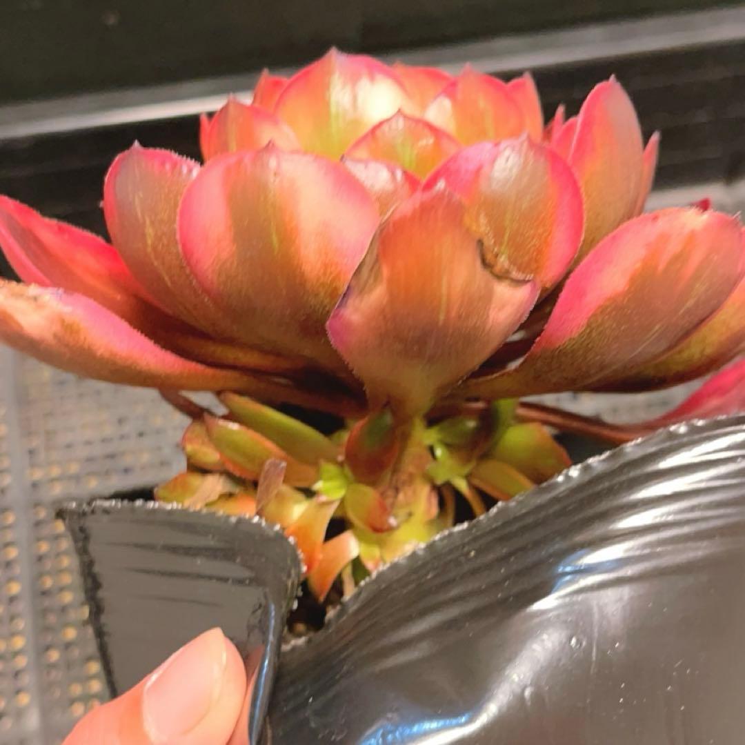 83#多肉植物アエオニウム錦❤️ 花火❤️1大頭3小頭16cm拔き苗