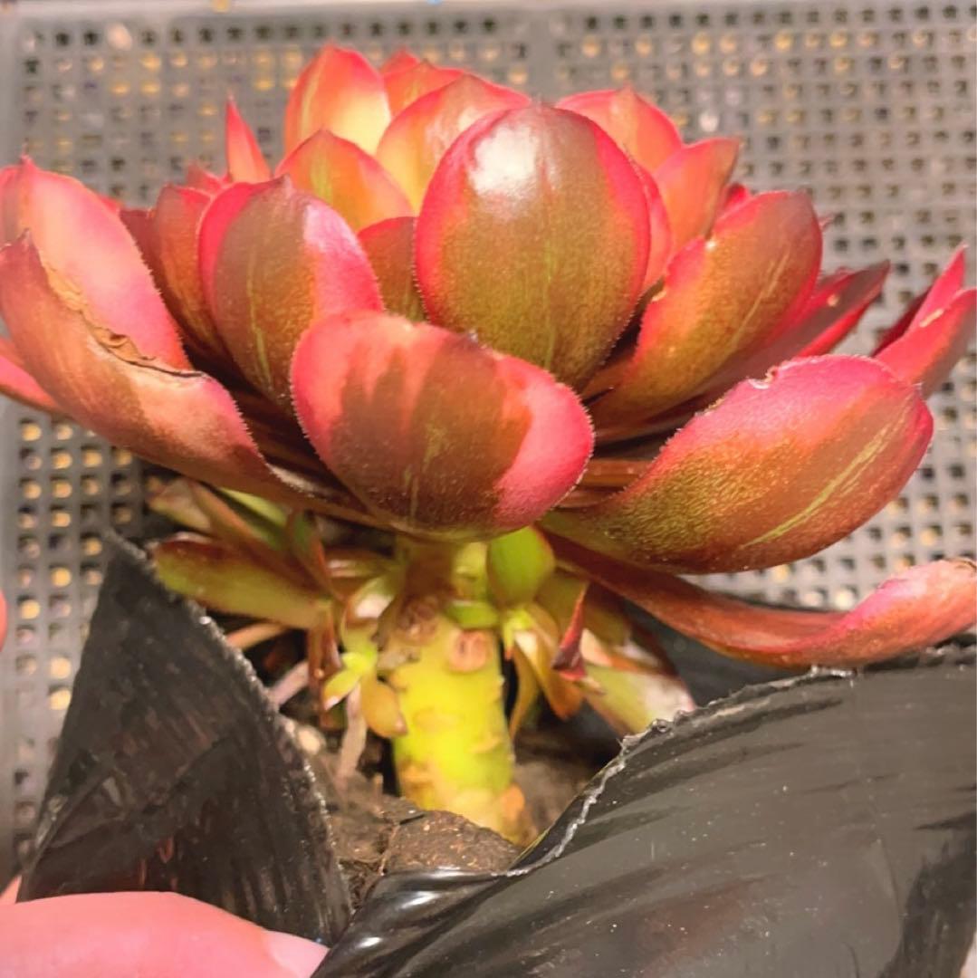 83#多肉植物アエオニウム錦❤️ 花火❤️1大頭3小頭16cm拔き苗