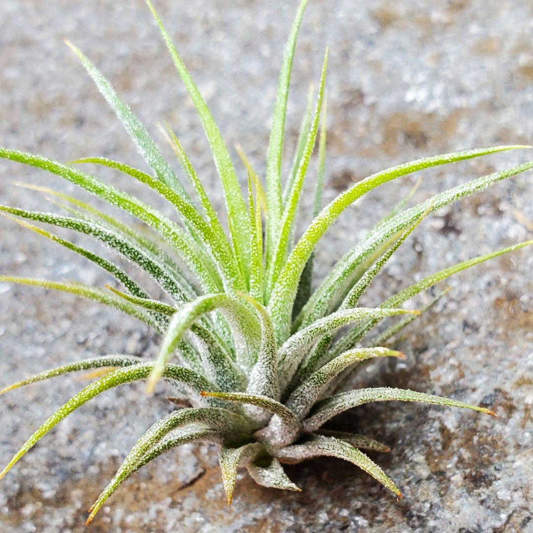 子株　Tillandsia ionantha Fuego Yell