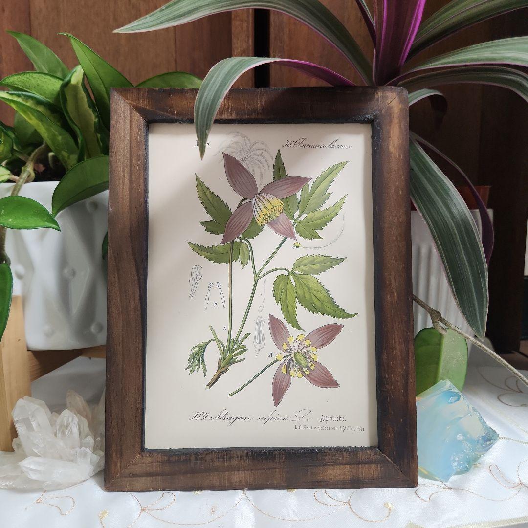 ボタニカルアート　植物画　アンティーク　リトグラフ　インテリア　植物図鑑　28
