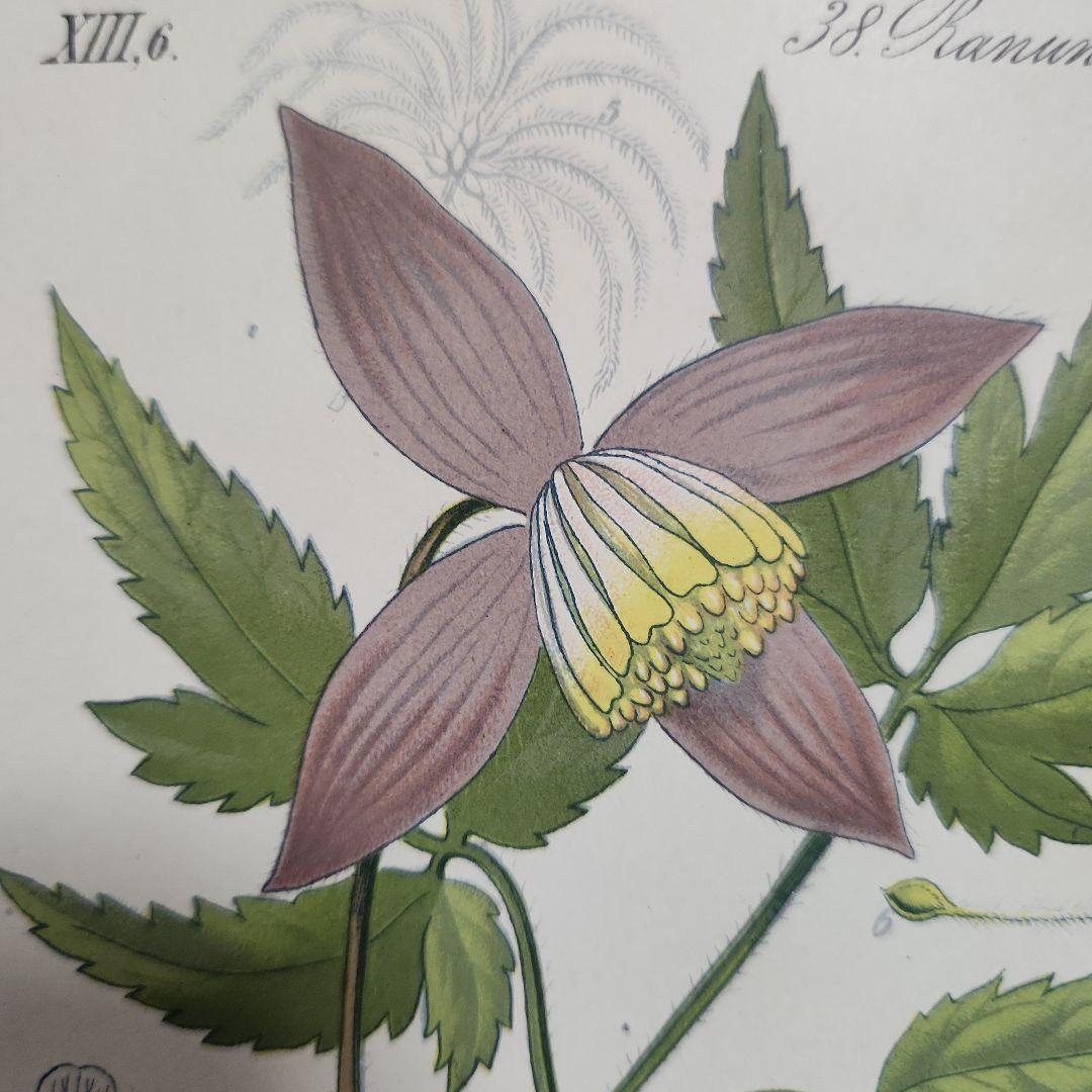 ボタニカルアート　植物画　アンティーク　リトグラフ　インテリア　植物図鑑　28