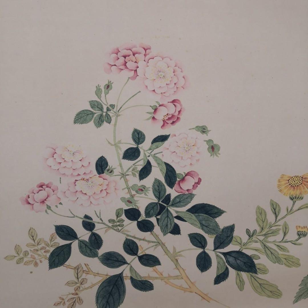 万有同春図 長巻 掛軸 70×340cm 花鳥画