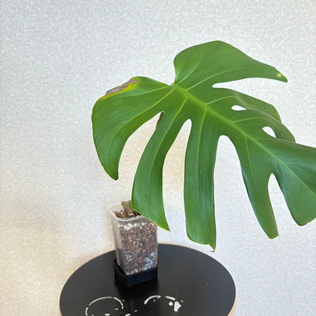 モンステラ　デリシオーサ　スケルトン　カット苗