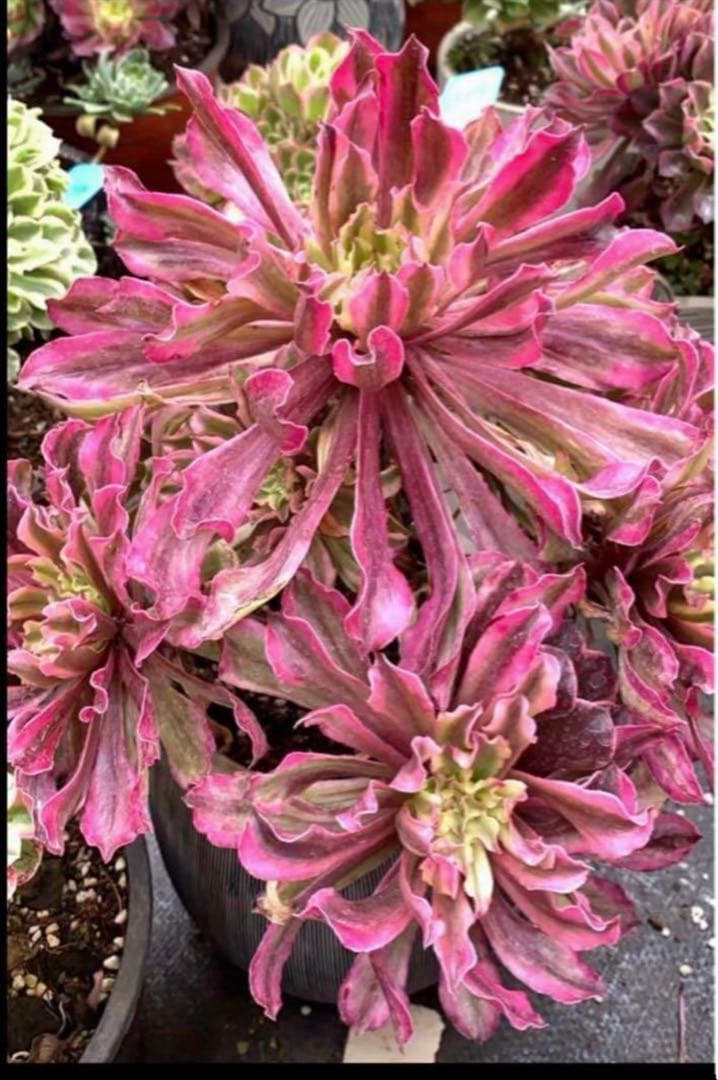 多肉植物アエオニウム錦❤️ 皺葉仙墨  ❤️状態図❤️