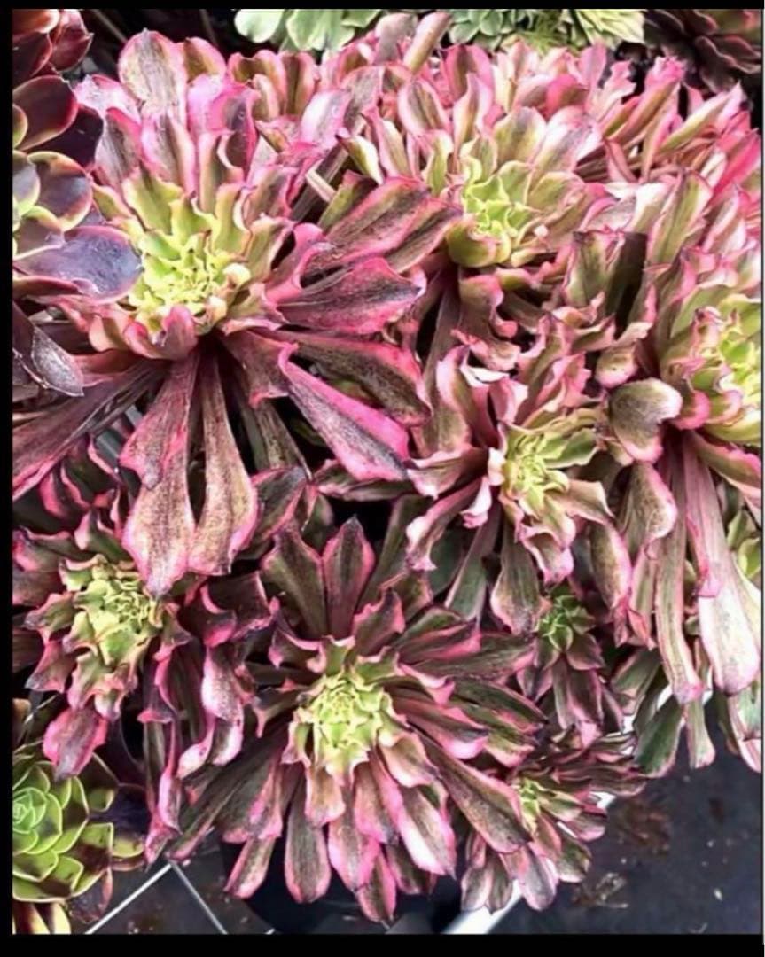 多肉植物アエオニウム錦❤️ 皺葉仙墨  ❤️状態図❤️