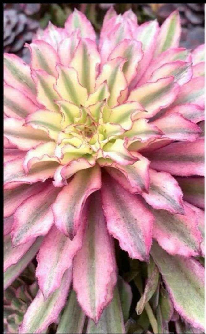 多肉植物アエオニウム錦❤️ 皺葉仙墨  ❤️状態図❤️