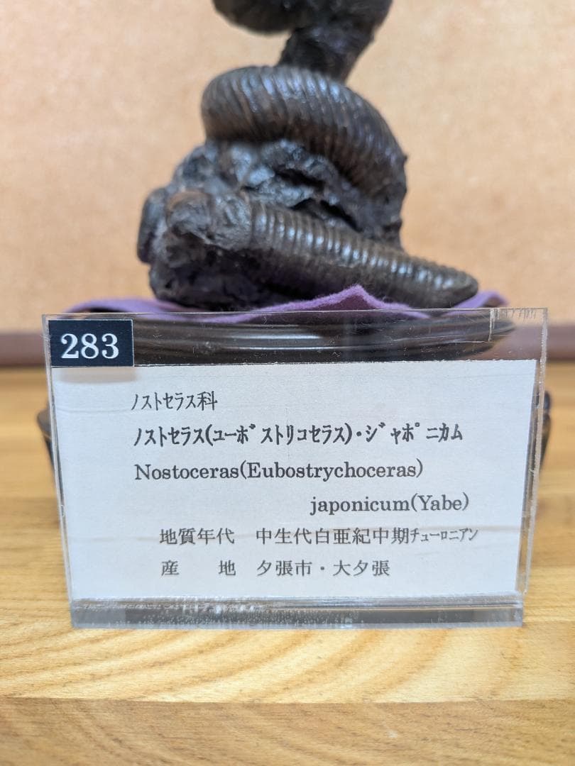V*t様 アンモナイト化石 異常巻(283)