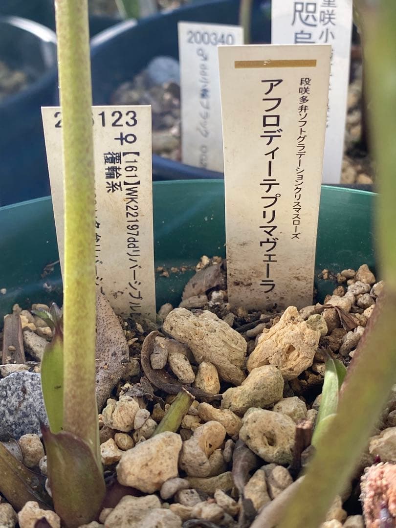 アフロディーテプリマヴェーラ　加藤農園