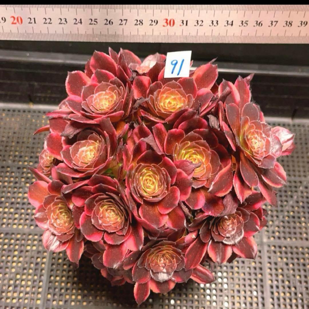 91#多肉植物アエオニウム錦❤️花火❤️ 18頭18cm 土付き出荷