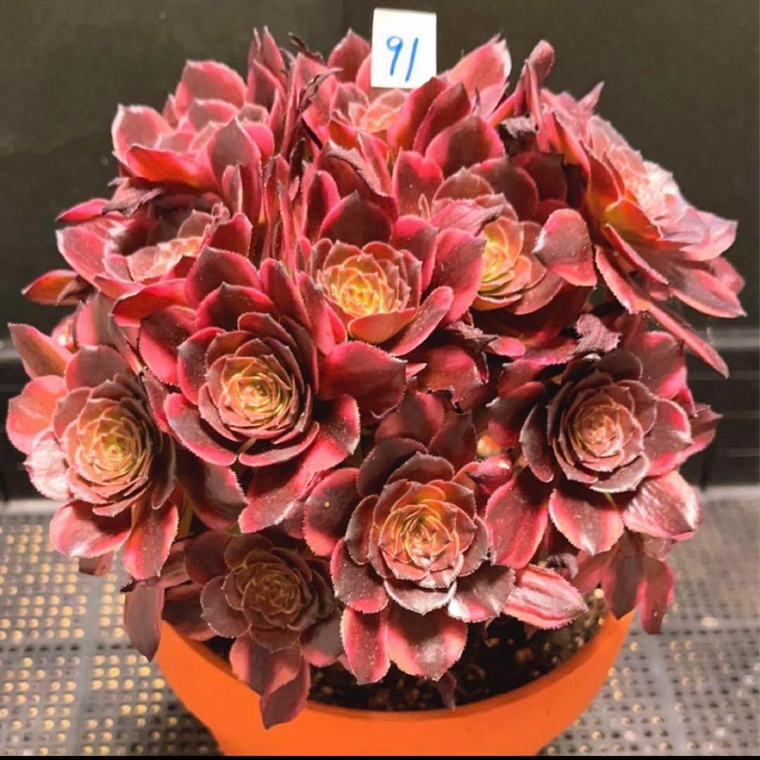 91#多肉植物アエオニウム錦❤️花火❤️ 18頭18cm 土付き出荷