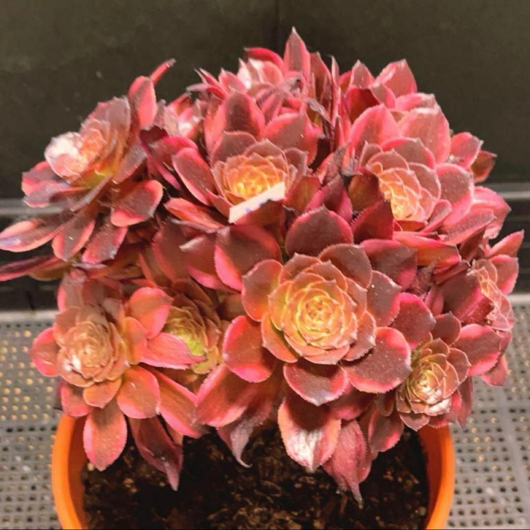 91#多肉植物アエオニウム錦❤️花火❤️ 18頭18cm 土付き出荷