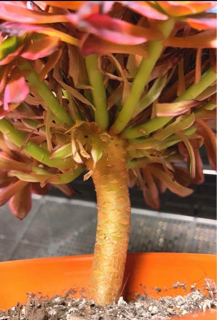 91#多肉植物アエオニウム錦❤️花火❤️ 18頭18cm 土付き出荷