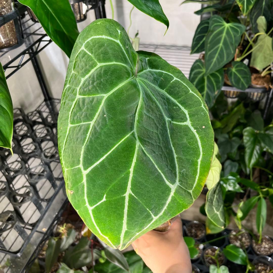 24 Anthurium crystallinum アンスリウム　クリスタリナム